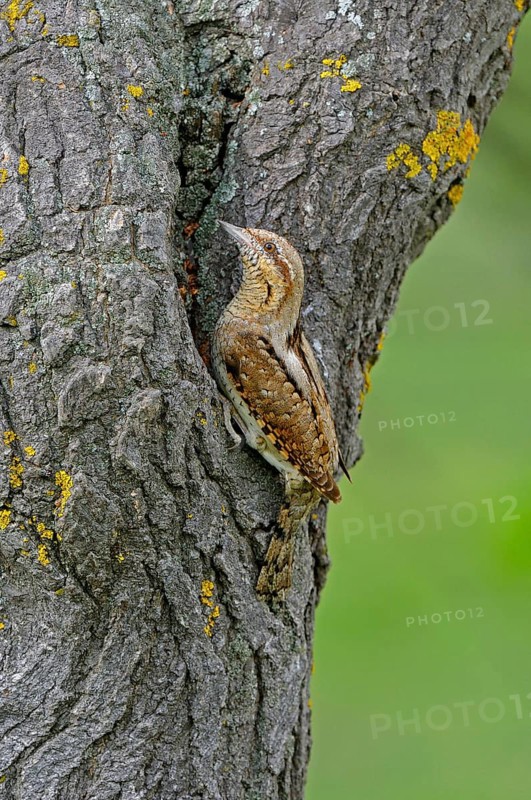Eurasian eurasian wryneck