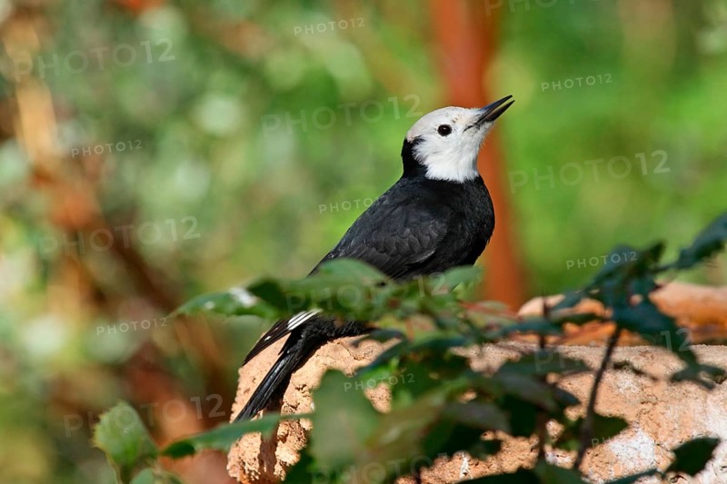 White-headed woodpecker