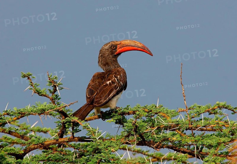 Hemprich's hemprich's hornbill