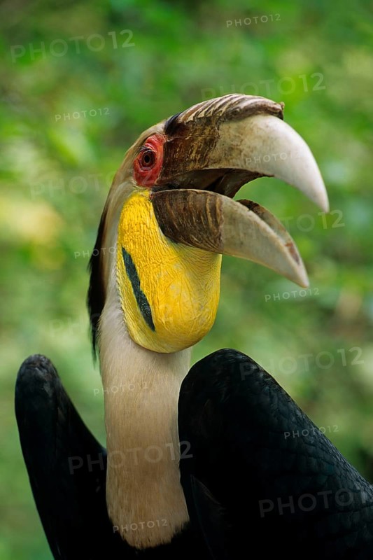 Wreathed Hornbill
