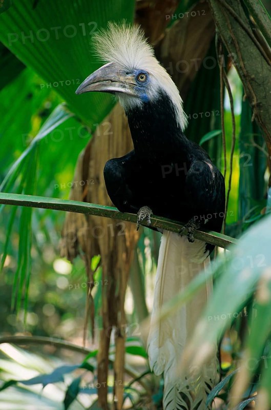 Buceros comatus