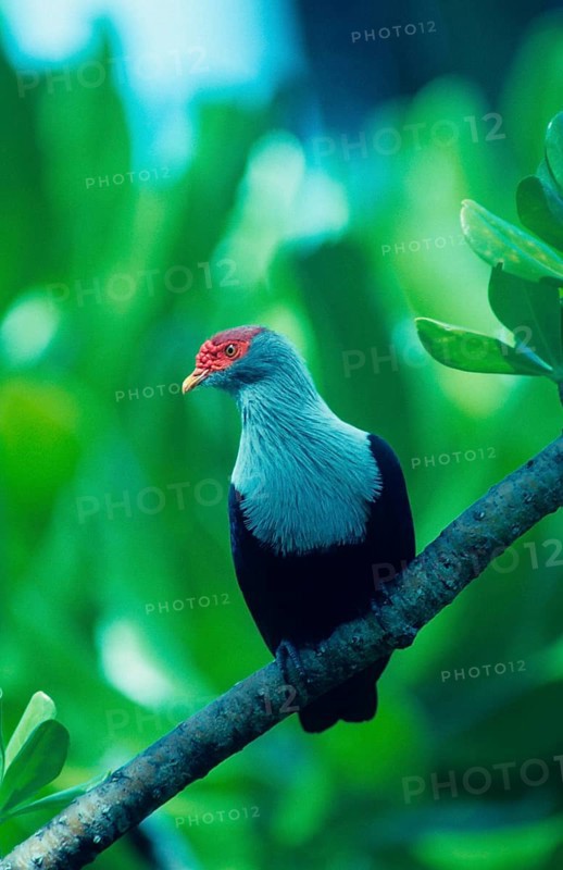 Pigeon