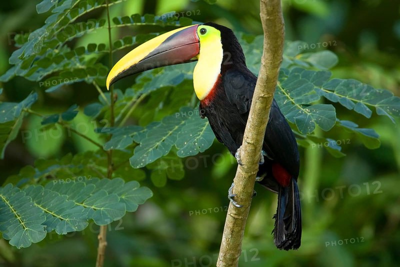 Adult chestnut-mantled toucan