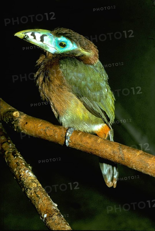 Spot-billed Toucanet