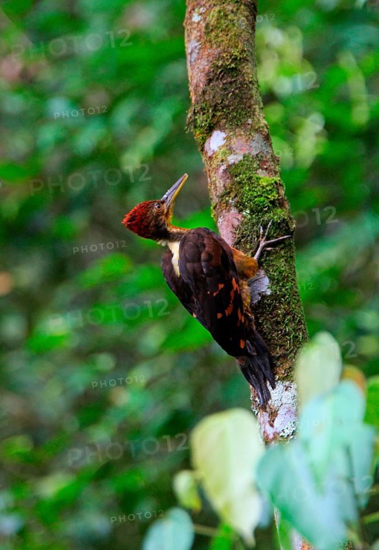 Orange-backed Woodpecker