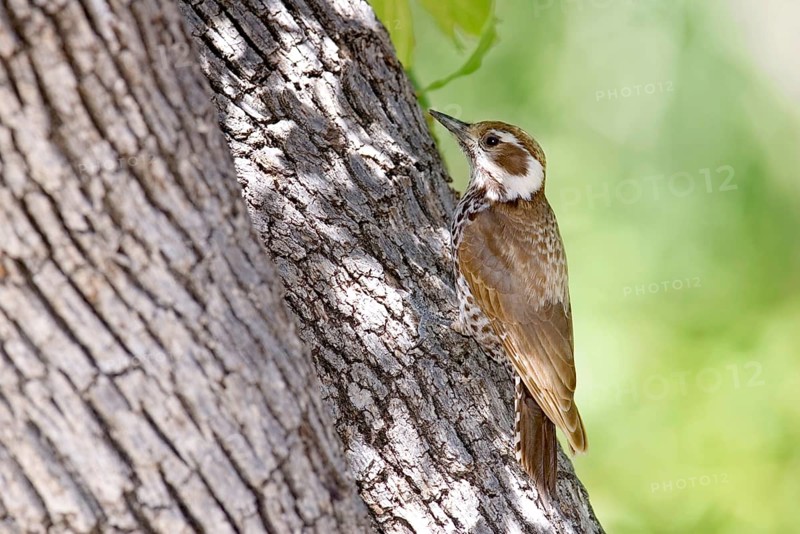 Arizona Woodpecker