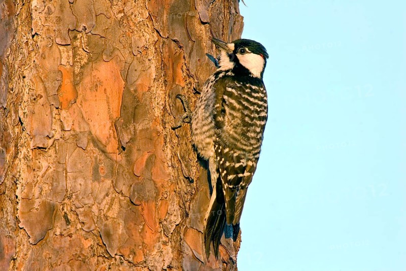 Red-cockaded Woodpecker
