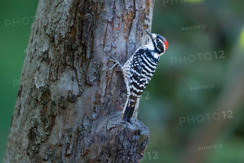 Nuttall's Woodpecker