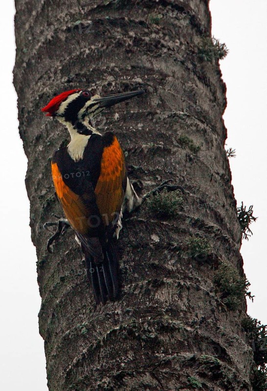 White-naped Woodpecker