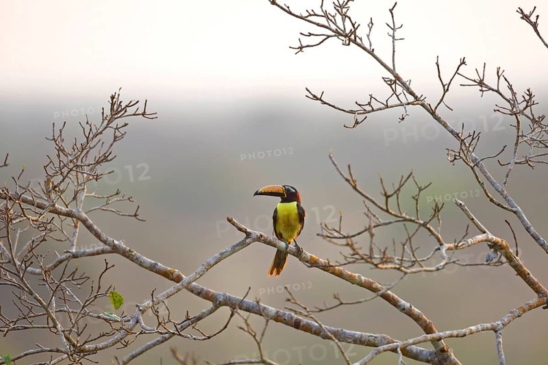 Lettered aracari