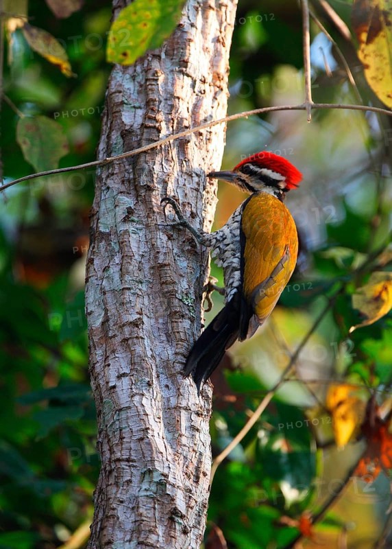 Fire-backed Woodpecker