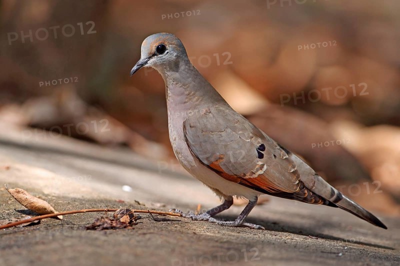 Ore-billed Dove