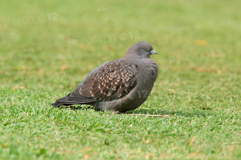 Spot-winged Pigeon