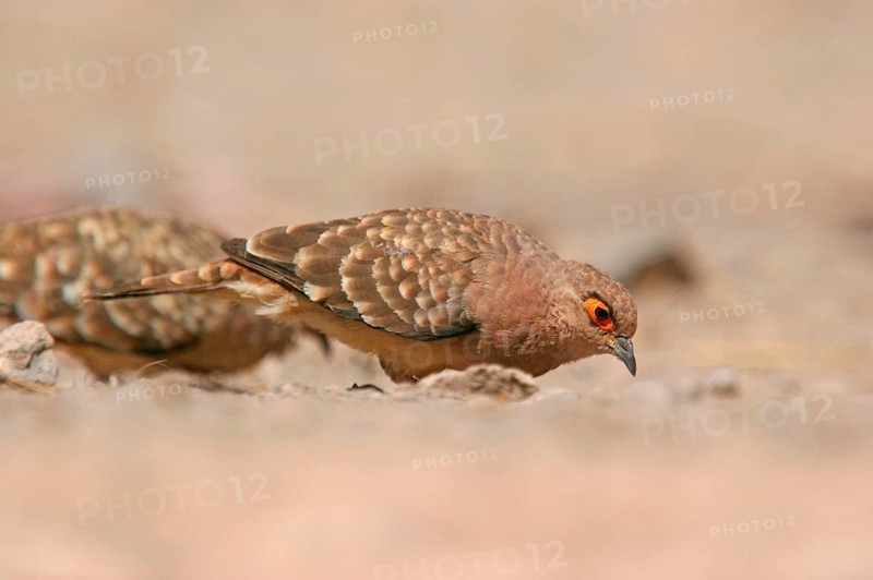 Bare-faced Ground-dove
