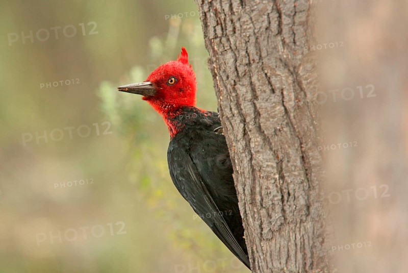Magellanic Woodpecker