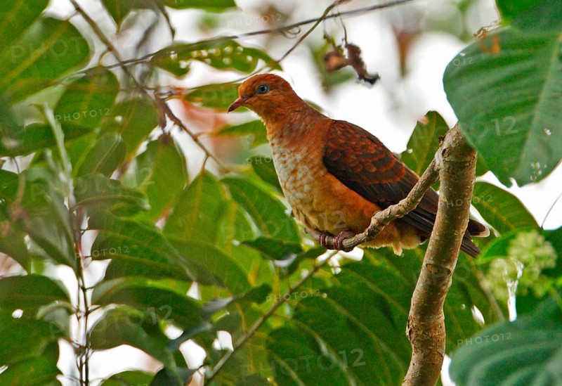 Little Cuckoo-dove