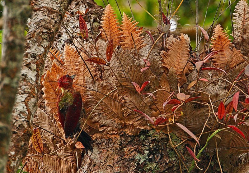 Banded Woodpecker
