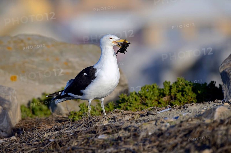 Cape gull