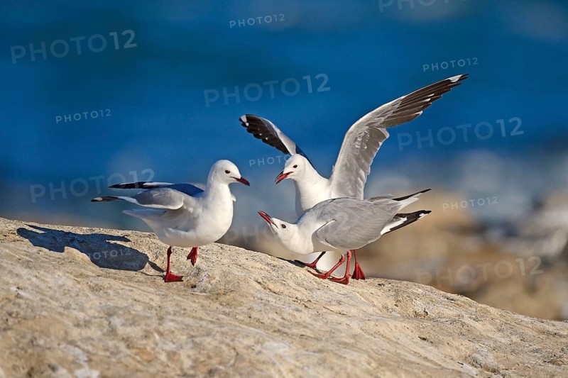 Hartlaub's Gulls