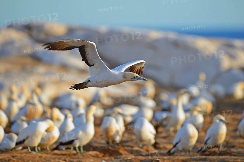 Cape gannet