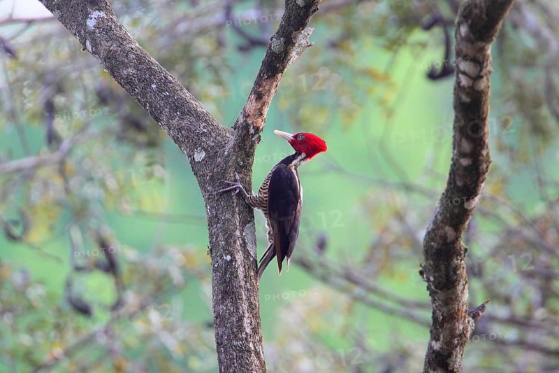 Pale-billed Woodpecker