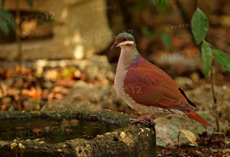 Key West Quail-dove