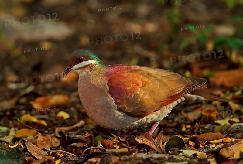 Key West Quail-dove