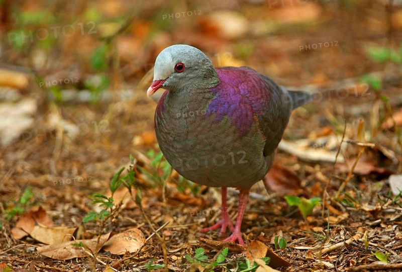 Grey-fronted Quail-dove