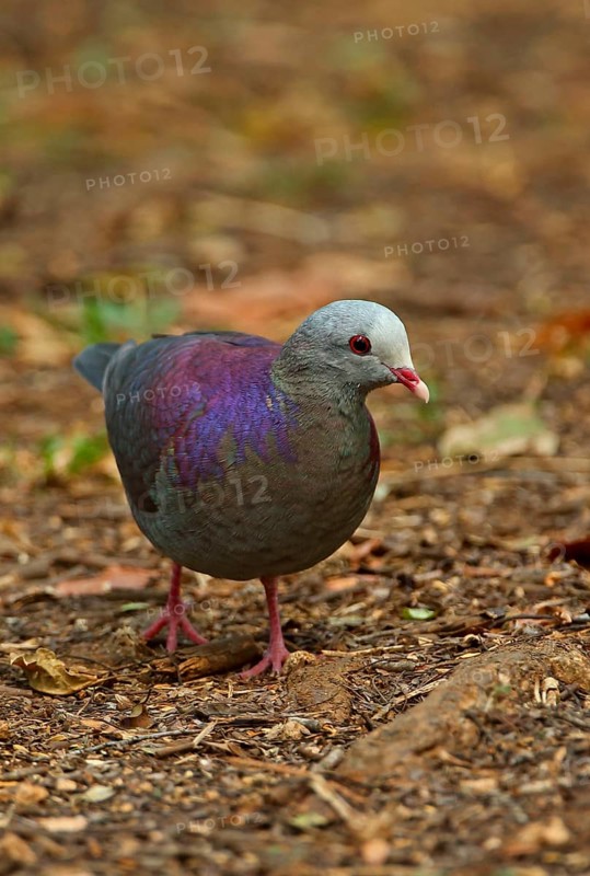 Grey-fronted Quail-dove