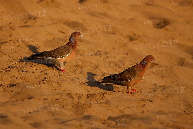 Picazuro Pigeon
