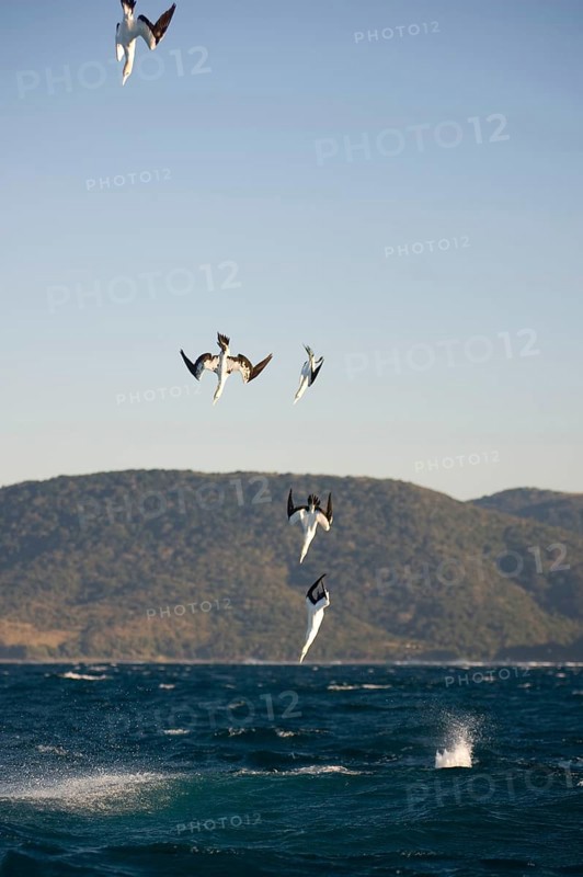 Cape cape gannet