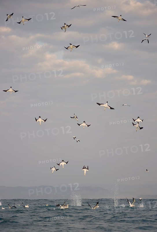 Cape cape gannet