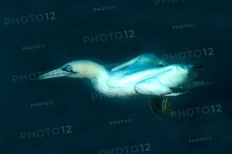 Cape gannet