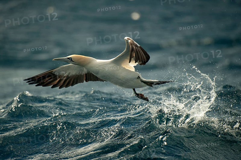 Cape gannet