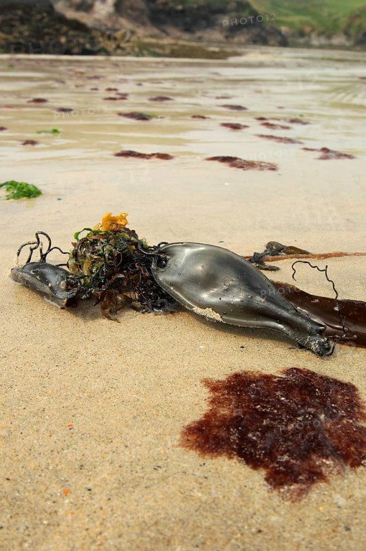 Nursehound