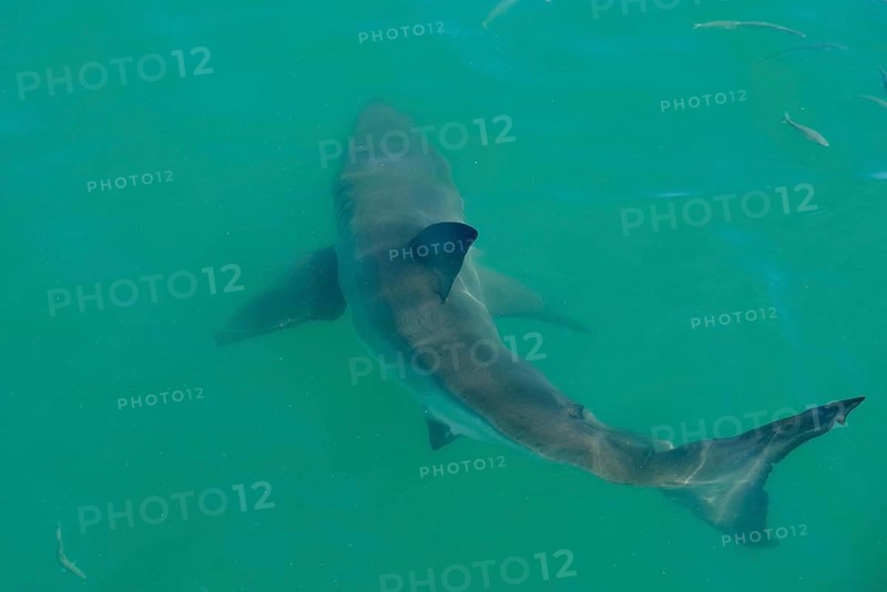 Adult great white shark