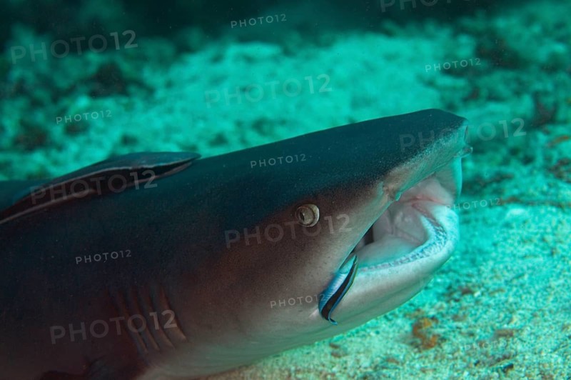 Whitetip Reef Shark