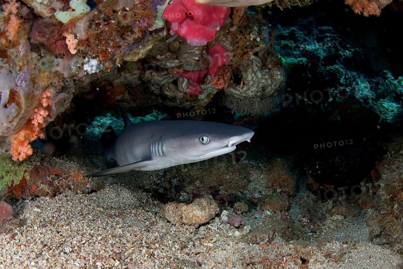Whitetip Reef Shark