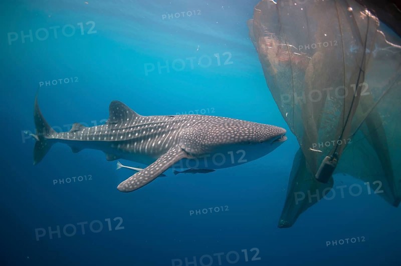 Adult whale shark