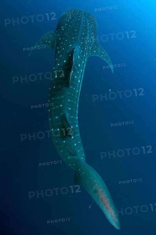 Whale Shark