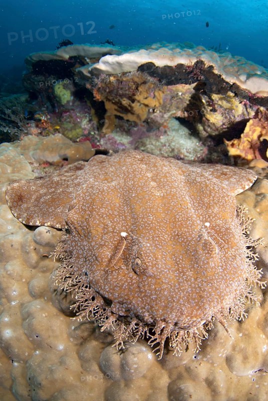 Tasselled wobbegongs