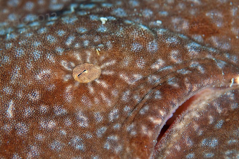 Tasselled wobbegongs
