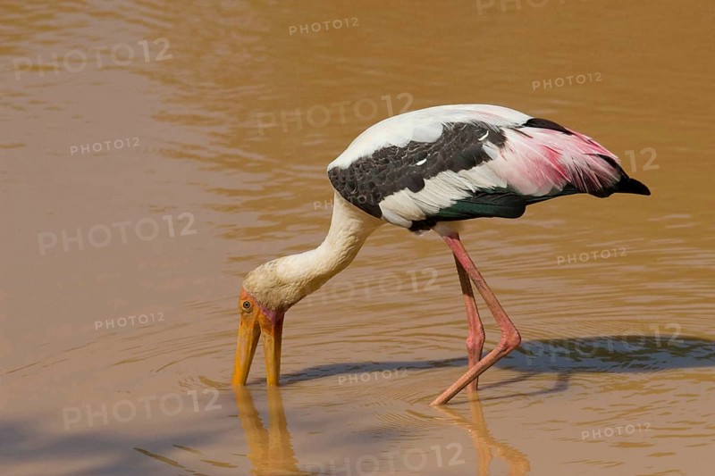 Adult painted stork