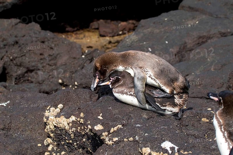 Mating Galapagos penguins