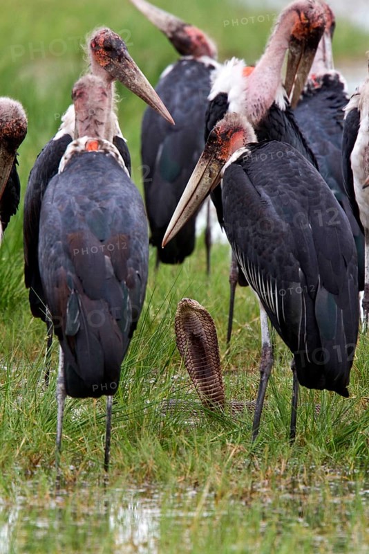 Marabou storks surround a Mozambican spicobra