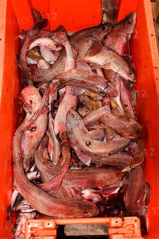 Potbait in fishbox
