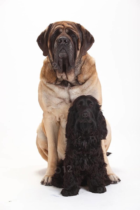 Mastiff and English Cocker Spaniel