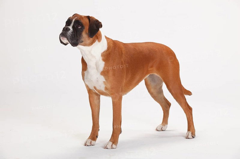 German Boxer