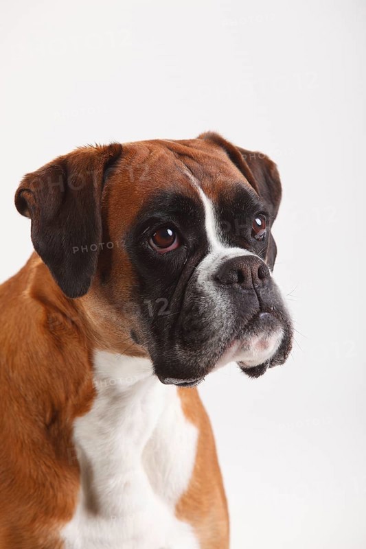 German Boxer
