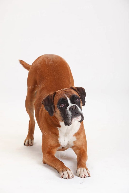 German boxer